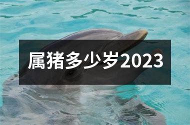 属猪多少岁2025