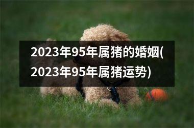 <h3>2025年95年属猪的婚姻(2025年95年属猪运势)