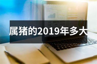 属猪的2019年多大