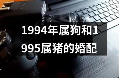 1994年属狗和1995属猪的婚配