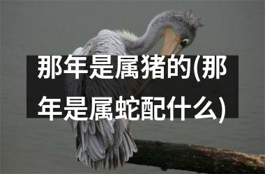 那年是属猪的(那年是属蛇配什么)