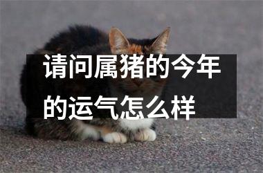 请问属猪的今年的运气怎么样