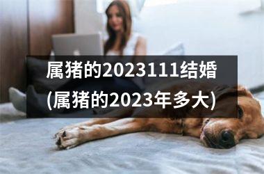 属猪的2025111结婚(属猪的2025年多大)