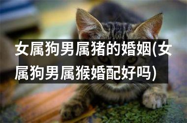 女属狗男属猪的婚姻(女属狗男属猴婚配好吗)