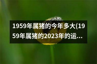 1959年属猪的今年多大(1959年属猪的2025年的运势及运程)