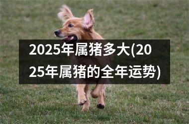 2025年属猪多大(2025年属猪的全年运势)