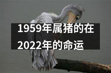 1959年属猪的在2025年的命运