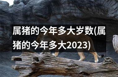 属猪的今年多大岁数(属猪的今年多大2025)