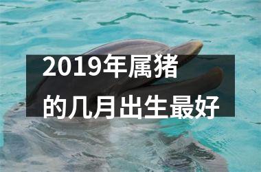 <h3>2019年属猪的几月出生最好