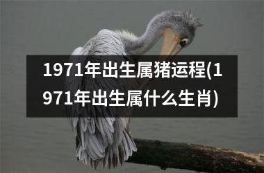 1971年出生属猪运程(1971年出生属什么生肖)