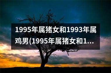 1995年属猪女和1993年属鸡男(1995年属猪女和1996年属鼠男相配吗)