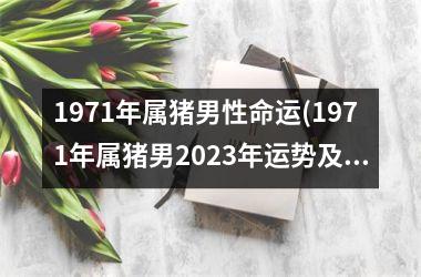 1971年属猪男性命运(1971年属猪男2025年运势及运程每月运程)