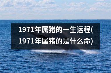 1971年属猪的一生运程(1971年属猪的是什么命)