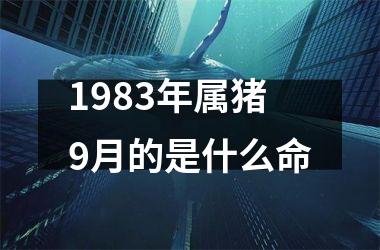 1983年属猪9月的是什么命