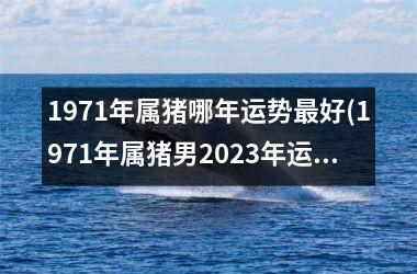 1971年属猪哪年运势最好(1971年属猪男2025年运势及运程每月运程)