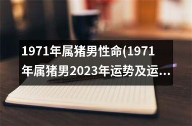 1971年属猪男性命(1971年属猪男2025年运势及运程每月运程)