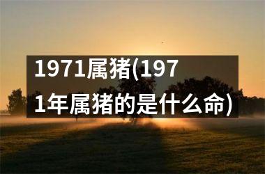 1971属猪(1971年属猪的是什么命)