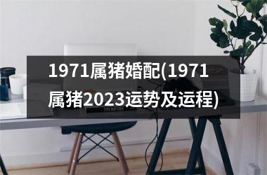 1971属猪婚配(1971属猪2025运势及运程)