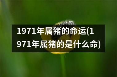 <h3>1971年属猪的命运(1971年属猪的是什么命)