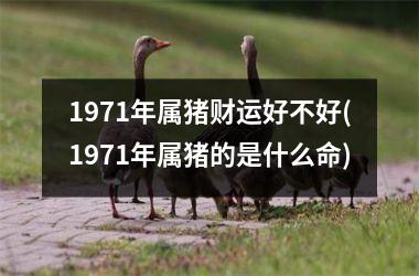 1971年属猪财运好不好(1971年属猪的是什么命)