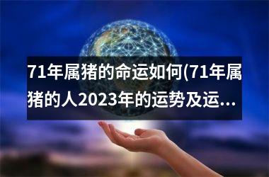 71年属猪的命运如何(71年属猪的人2025年的运势及运程)