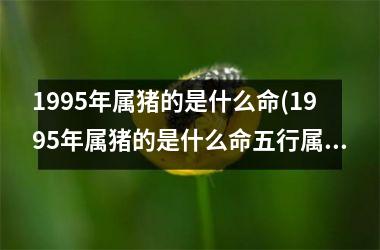 1995年属猪的是什么命(1995年属猪的是什么命五行属什么)