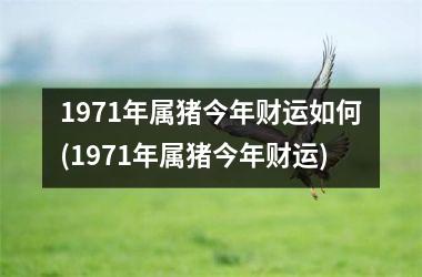 1971年属猪今年财运如何(1971年属猪今年财运)