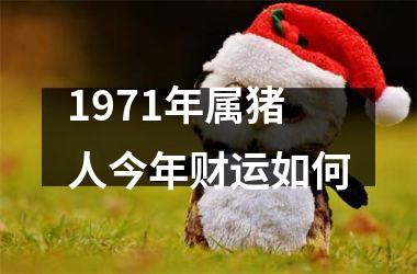 1971年属猪人今年财运如何