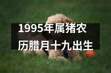 <h3>1995年属猪农历腊月十九出生