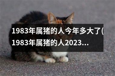 <h3>1983年属猪的人今年多大了(1983年属猪的人2025年运势及运程)