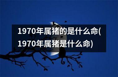 1970年属猪的是什么命(1970年属猪是什么命)