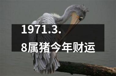 1971.3.8属猪今年财运