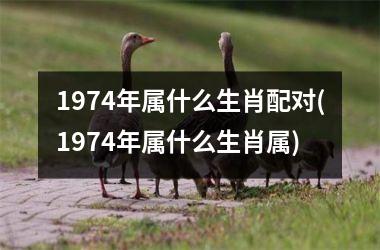 <h3>1974年属什么生肖配对(1974年属什么生肖属)