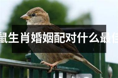 <h3>鼠生肖婚姻配对什么佳