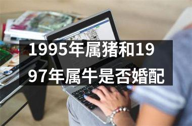 1995年属猪和1997年属牛是否婚配