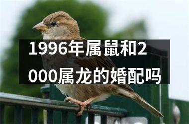 1996年属鼠和2000属龙的婚配吗