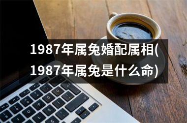 1987年属兔婚配属相(1987年属兔是什么命)