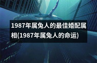 <h3>1987年属兔人的佳婚配属相(1987年属兔人的命运)