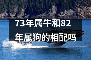 73年属牛和82年属狗的相配吗