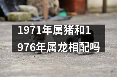 1971年属猪和1976年属龙相配吗