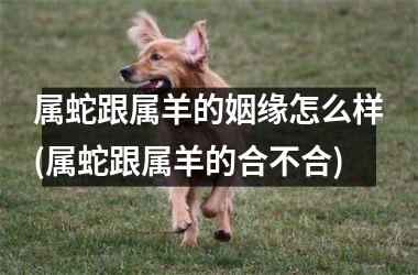 <h3>属蛇跟属羊的姻缘怎么样(属蛇跟属羊的合不合)