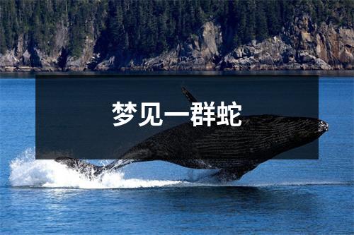 <h3>梦见一群蛇