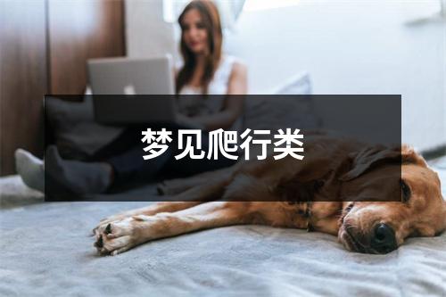 <h3>梦见爬行类