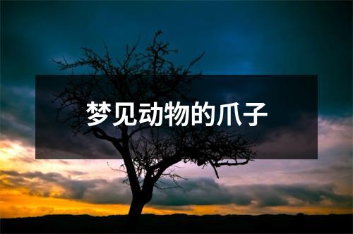 <h3>梦见动物的爪子