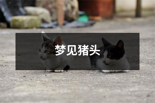 <h3>梦见猪头