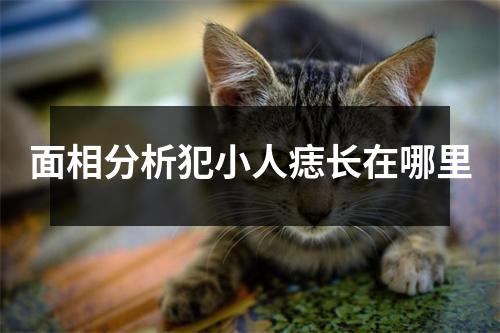 面相分析犯小人痣长在哪里