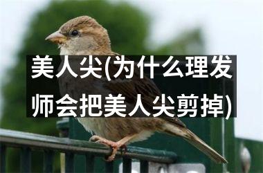 美人尖(为什么理发师会把美人尖剪掉)