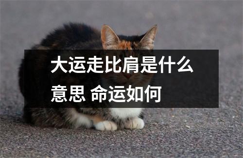 <h3>大运走比肩是什么意思命运如何