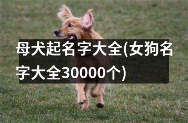 母犬起名字大全(女狗名字大全30000个)