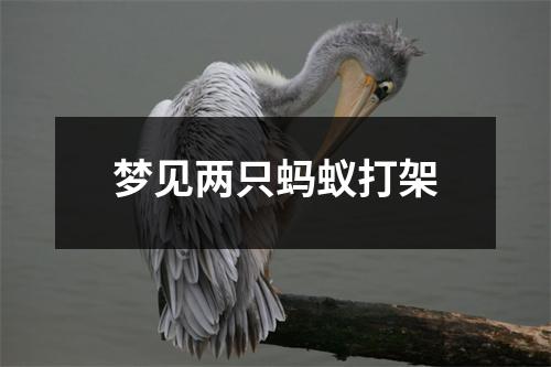 <h3>梦见两只蚂蚁打架